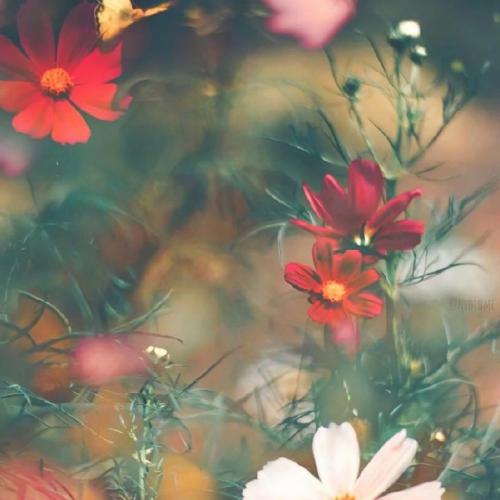 郑秀文 - 理想对象(Dj阿焜 vs Dj阿文 Electro Rmx 2025 粤语)